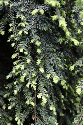 Tsuga canadensis 'Pendula' - jedlovec kanadský - větve léto